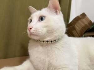 Handmade Cat and Dog Pearl Collar Elegant Adjustable Pet Necklace Sparkling Rhinestones, Pet Jewelry Accessories for Cats and Dogs, Wedding Birthday Party Photography (Blue, XS)